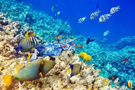 Private desert safari adventure during a customized Egypt tour